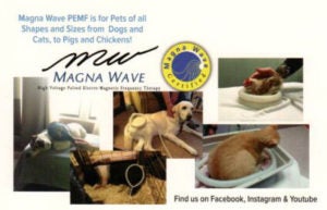 Magna Wave | Cornerstone Animal Hospital